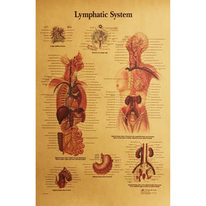 Poster Sistemul Limfatic uman