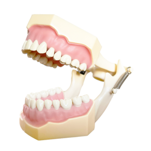 Model tip FRASACO cu dinţi detaşabili cu şurub şi gingie fixă moale