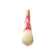 Load image into Gallery viewer, Premolar superior - endobloc morfologic transparent