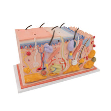 Load image into Gallery viewer, Model de secţiune de piele umană, de x70 dimensiune normala - 3B Smart Anatomy