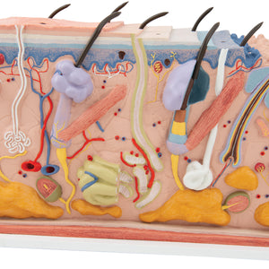 Model de secţiune de piele umană, de x70 dimensiune normala - 3B Smart Anatomy