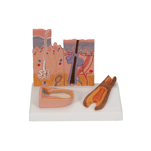Model microscopic de piele, păr şi unghii - 3B Smart Anatomy