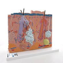 Load image into Gallery viewer, Model de piele umană, mărită de 80 de ori, în 3 părţi - 3B Smart Anatomy