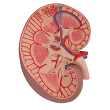 Load image into Gallery viewer, Model de secţiune de bază a rinichilor, de 3 ori mai mare - 3B Smart Anatomy