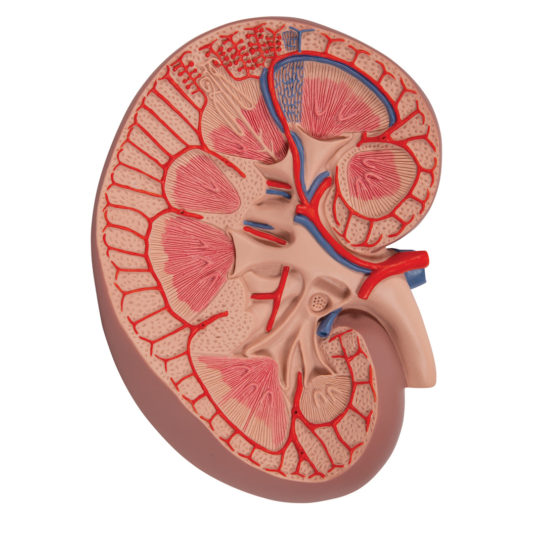 Model de secţiune de bază a rinichilor, de 3 ori mai mare - 3B Smart Anatomy