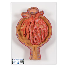 Load image into Gallery viewer, Model corpuscul de rinichi Malpighian, de 700 de ori mai mare - 3B Smart Anatomy