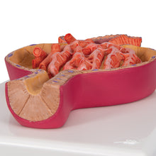 Load image into Gallery viewer, Model corpuscul de rinichi Malpighian, de 700 de ori mai mare - 3B Smart Anatomy