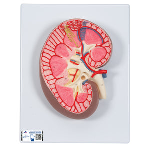 Model de secţiune de rinichi, de 3 ori mai mare - 3B Smart Anatomy