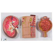Load image into Gallery viewer, Model de secţiune de rinichi uman cu nefroni, vase de sânge şi corpuscul renal - 3B Smart Anatomy