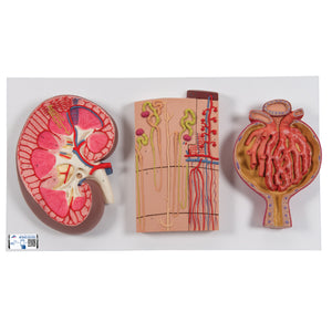 Model de secţiune de rinichi uman cu nefroni, vase de sânge şi corpuscul renal - 3B Smart Anatomy
