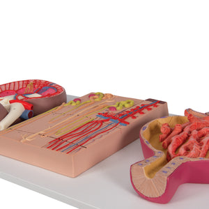 Model de secţiune de rinichi uman cu nefroni, vase de sânge şi corpuscul renal - 3B Smart Anatomy