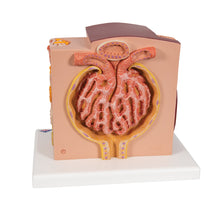 Load image into Gallery viewer, Model de rinichi 3B MICROanatomy™ - 3B Smart Anatomy