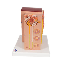 Load image into Gallery viewer, Model de rinichi 3B MICROanatomy™ - 3B Smart Anatomy