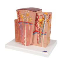 Load image into Gallery viewer, Model de rinichi 3B MICROanatomy™ - 3B Smart Anatomy