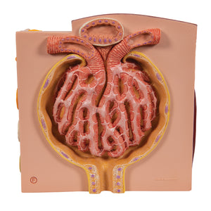 Model de rinichi 3B MICROanatomy™ - 3B Smart Anatomy