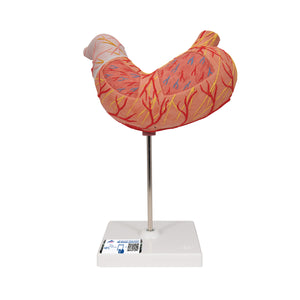 Model de stomac uman, 2 părţi - 3B Smart Anatomy