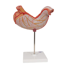 Model de stomac uman, 2 părţi - 3B Smart Anatomy