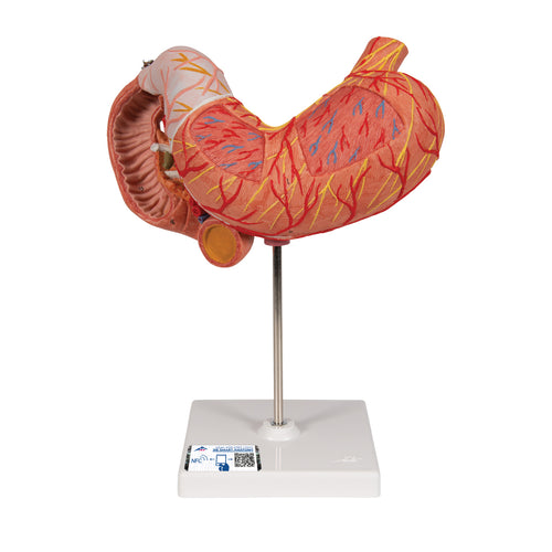 Model de stomac uman, 3 părţi - 3B Smart Anatomy