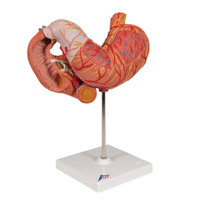 Model de stomac uman, 3 părţi - 3B Smart Anatomy