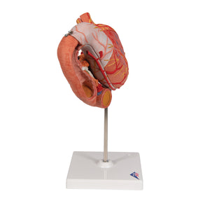 Model de stomac uman, 3 părţi - 3B Smart Anatomy