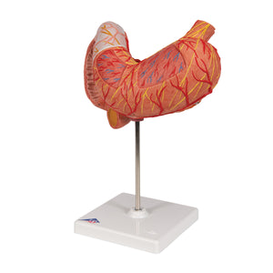 Model de stomac uman, 3 părţi - 3B Smart Anatomy
