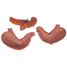 Load image into Gallery viewer, Model de stomac uman, 3 părţi - 3B Smart Anatomy