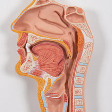 Load image into Gallery viewer, Model al sistemului digestiv uman, 2 părţi - 3B Smart Anatomy