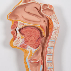 Model al sistemului digestiv uman, 2 părţi - 3B Smart Anatomy