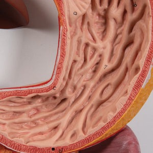 Model al sistemului digestiv uman, 2 părţi - 3B Smart Anatomy
