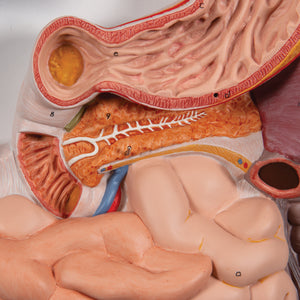 Model al sistemului digestiv uman, 2 părţi - 3B Smart Anatomy