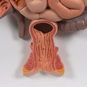 Model al sistemului digestiv uman, 2 părţi - 3B Smart Anatomy