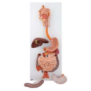 Model al sistemului digestiv uman, 3 părţi - 3B Smart Anatomy
