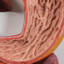 Load image into Gallery viewer, Model al sistemului digestiv uman, 3 părţi - 3B Smart Anatomy