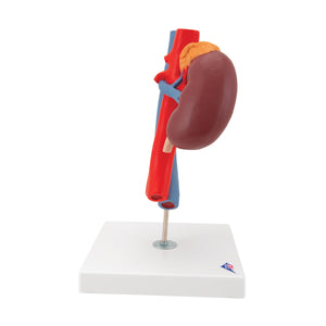 Model de rinichi umani cu vase - 2 părţi - 3B Smart Anatomy