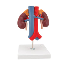 Load image into Gallery viewer, Model de rinichi umani cu vase - 2 părţi - 3B Smart Anatomy