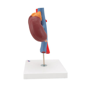 Model de rinichi umani cu vase - 2 părţi - 3B Smart Anatomy
