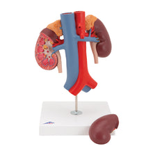 Load image into Gallery viewer, Model de rinichi umani cu vase - 2 părţi - 3B Smart Anatomy