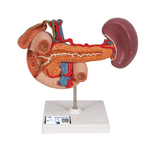Model în mărime naturală a organelor din spate ale abdomenului superior - 3B Smart Anatomy