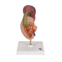 Load image into Gallery viewer, Model în mărime naturală a organelor din spate ale abdomenului superior - 3B Smart Anatomy