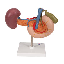 Load image into Gallery viewer, Model în mărime naturală a organelor din spate ale abdomenului superior - 3B Smart Anatomy