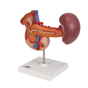 Model în mărime naturală a organelor din spate ale abdomenului superior - 3B Smart Anatomy