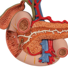 Load image into Gallery viewer, Model în mărime naturală a organelor din spate ale abdomenului superior - 3B Smart Anatomy