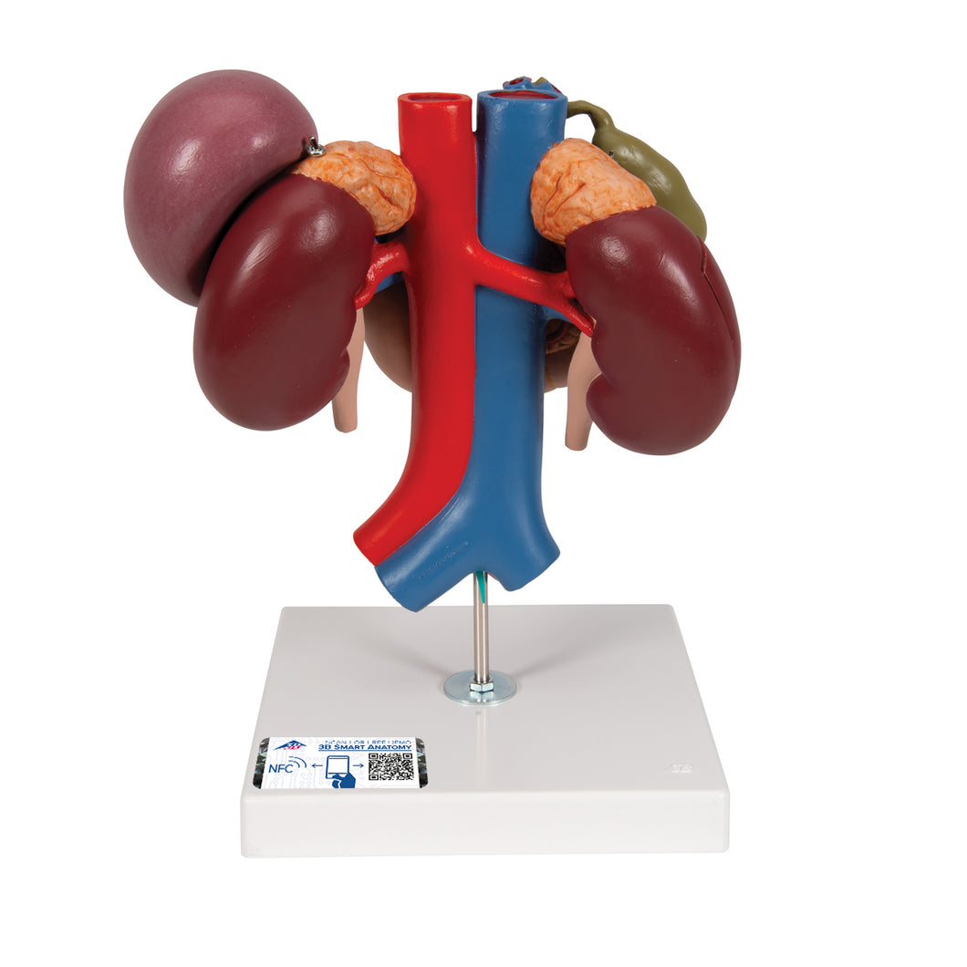 Model de rinichi umani cu organe posterioare ale abdomenului superior, 3 părţi - 3B Smart Anatomy
