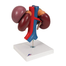 Load image into Gallery viewer, Model de rinichi umani cu organe posterioare ale abdomenului superior, 3 părţi - 3B Smart Anatomy