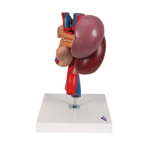 Model de rinichi umani cu organe posterioare ale abdomenului superior, 3 părţi - 3B Smart Anatomy