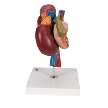 Load image into Gallery viewer, Model de rinichi umani cu organe posterioare ale abdomenului superior, 3 părţi - 3B Smart Anatomy