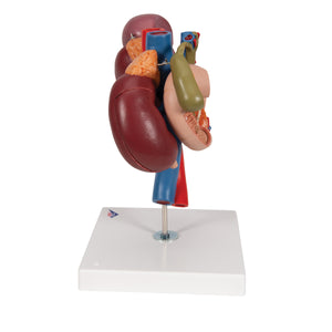 Model de rinichi umani cu organe posterioare ale abdomenului superior, 3 părţi - 3B Smart Anatomy