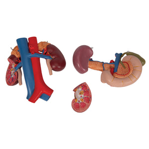 Model de rinichi umani cu organe posterioare ale abdomenului superior, 3 părţi - 3B Smart Anatomy