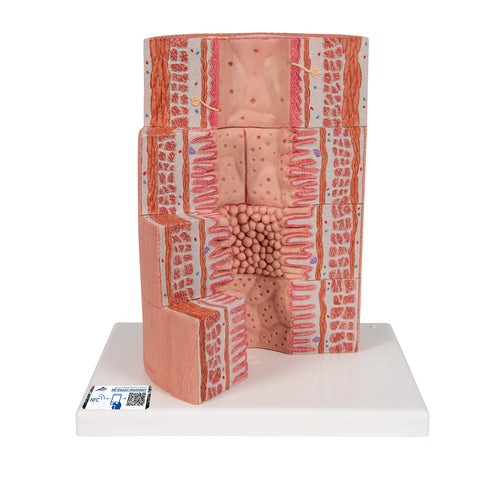 Model de sistem digestiv 3B MICROanatomy™, mărit de 20 de ori - 3B Smart Anatomy