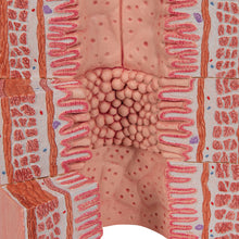 Load image into Gallery viewer, Model de sistem digestiv 3B MICROanatomy™, mărit de 20 de ori - 3B Smart Anatomy